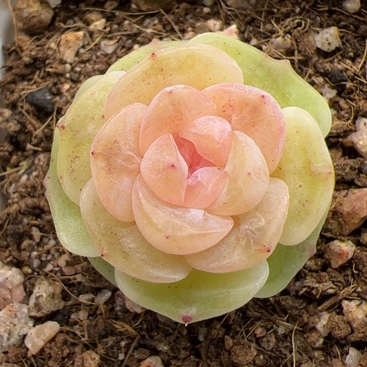 l118 一物一拍精品糖心，尺寸不大介意勿拍