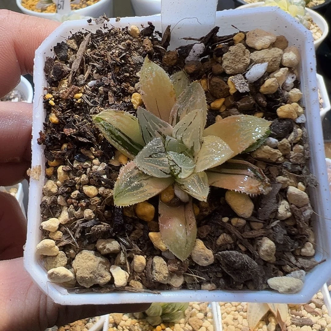 52号冰沙糖特选福利