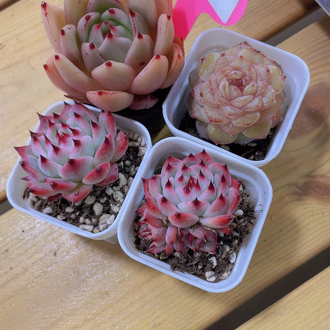 541号 福利美肉四颗