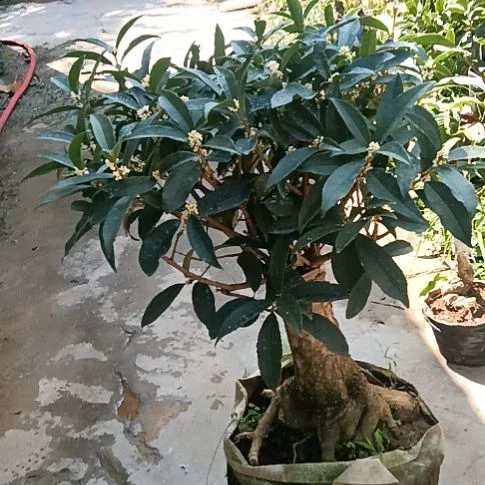 用***4完全开放佛顶珠桂花