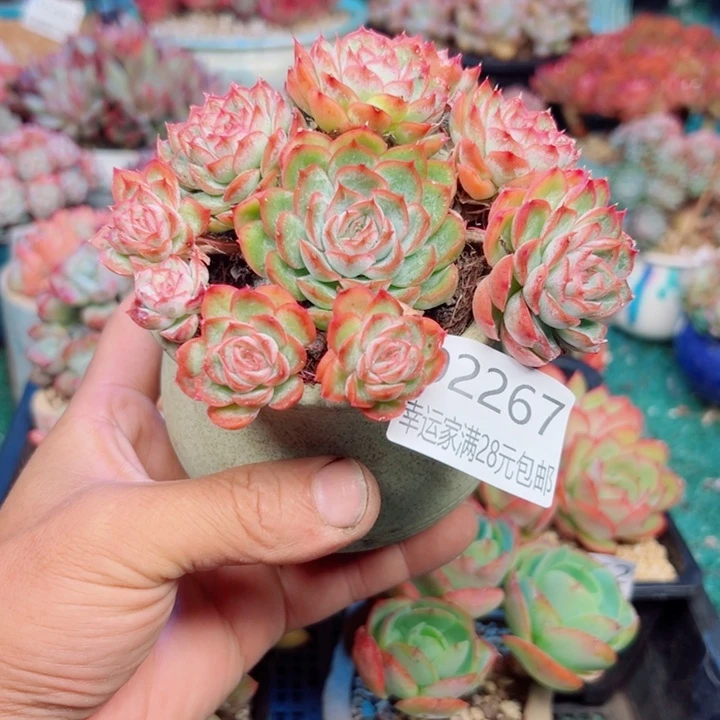 幸运的是我还没遇到你