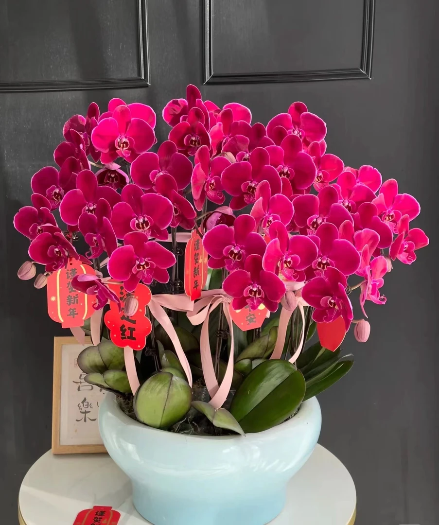 【10株霓虹灯蝴蝶兰】含盆带花发货送货上门年宵