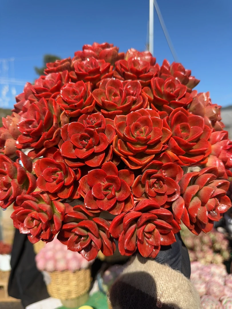 X红酒玫瑰 新手好养 多肉绿植 阳台绿植盆栽