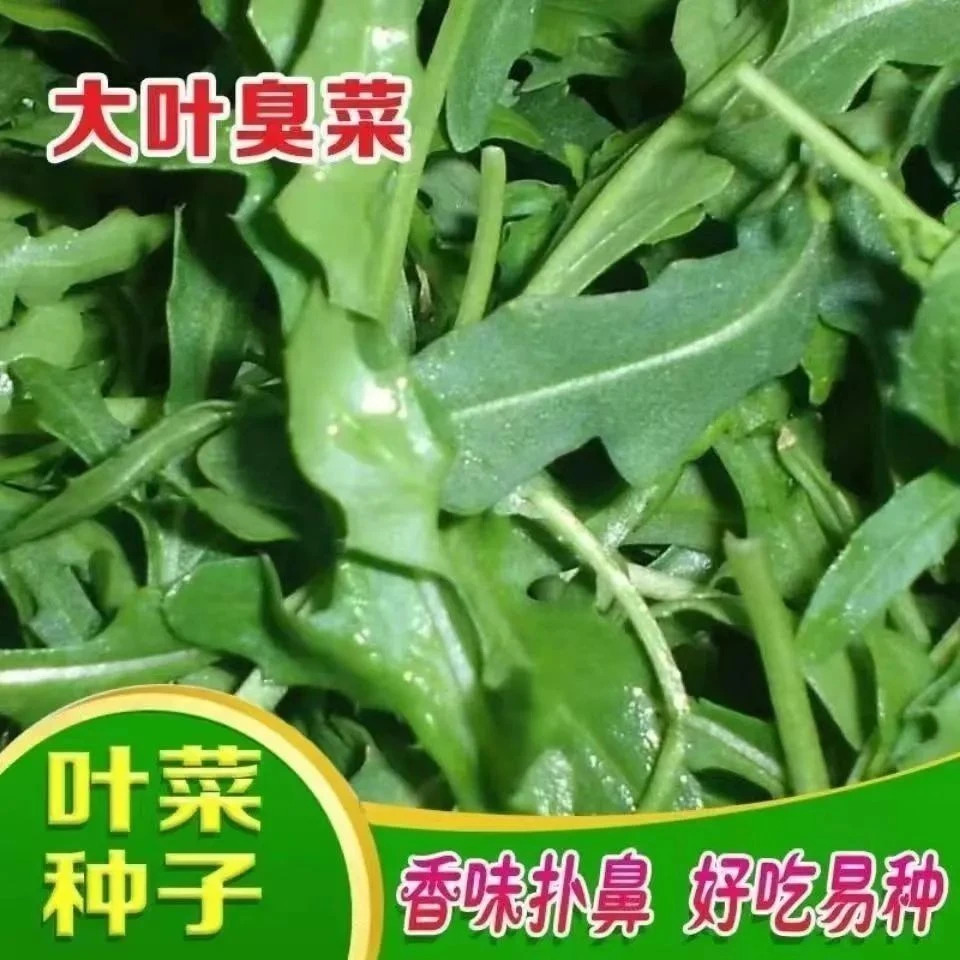 四季种植大叶臭菜种子东北芝麻菜籽臭菜籽春秋季盆栽阳台蔬菜种子