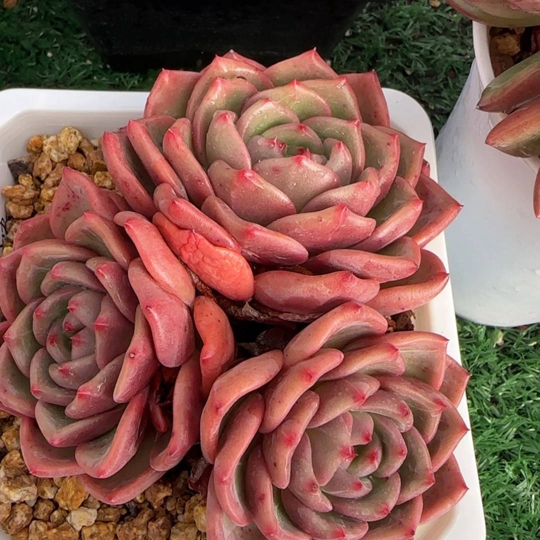 香槟三头
