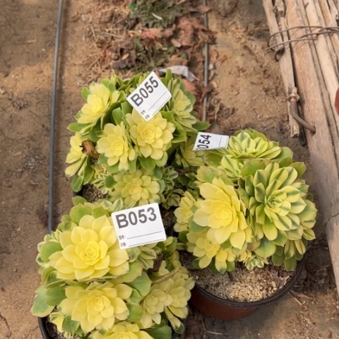 多肉植物辛尼亚三个