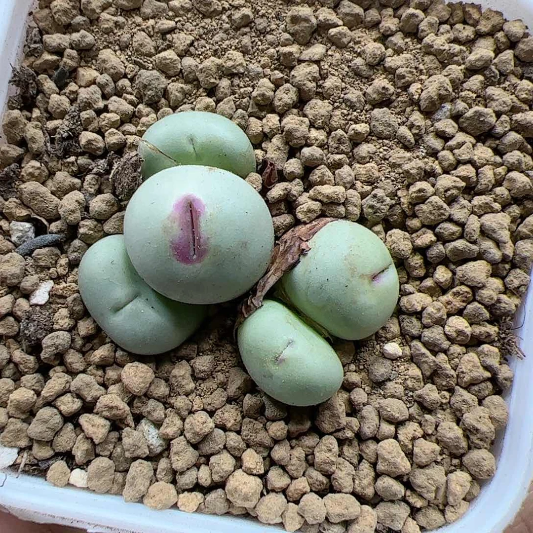 【闪购商品】384 大嘴