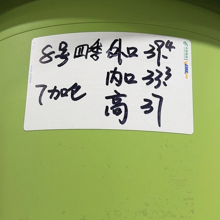 特价8号四季口39高38果绿无托3个