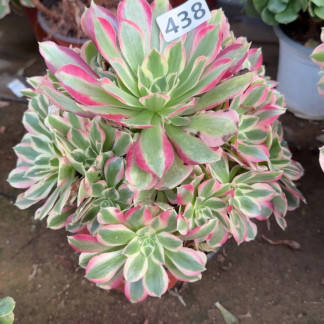 多肉植物布加迪438