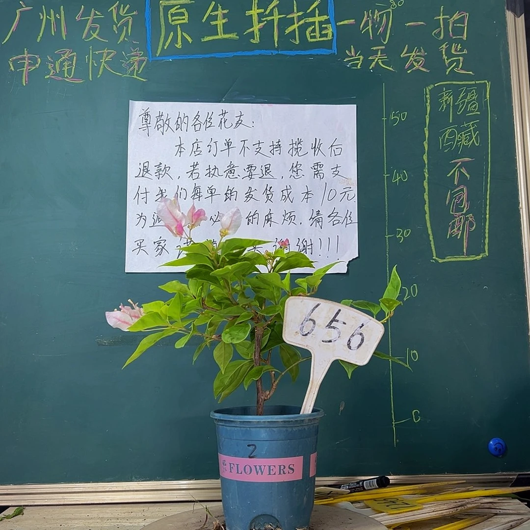 当前无花栽培后可以开花漳红樱656