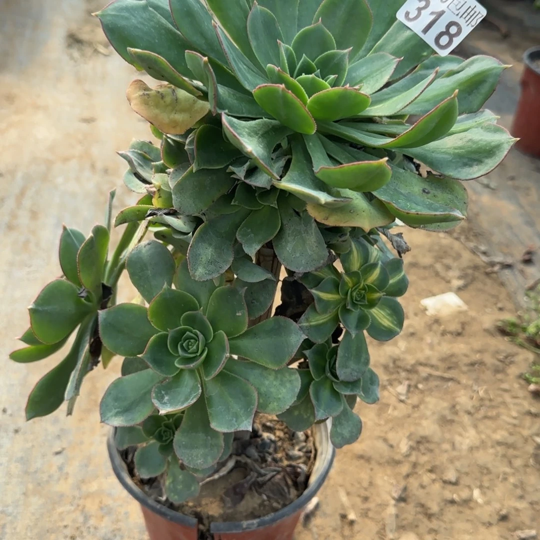 蓬莱阁带变异318满20包邮断枝不包