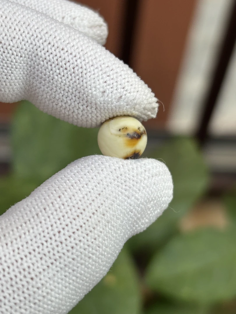 5363天然蜜蜡琥珀微瑕圆珠9.9mm