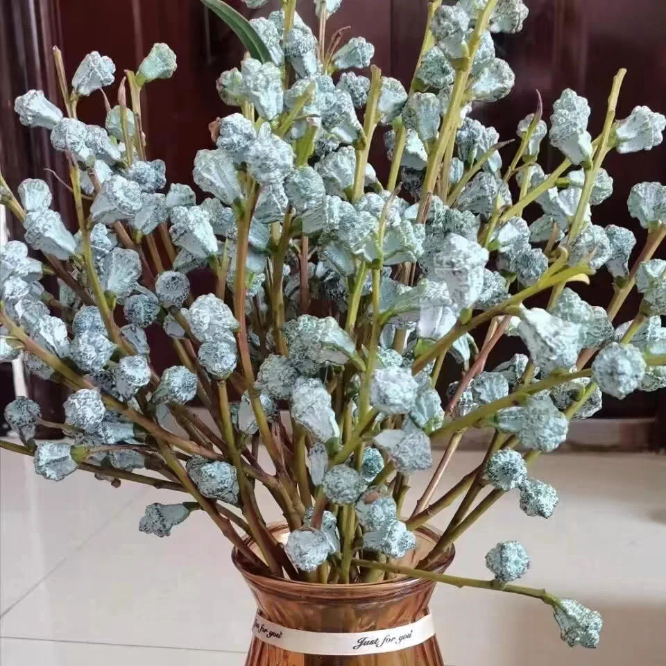 包邮大果云南新鲜采摘尤加利果可做干花清香好养鲜花