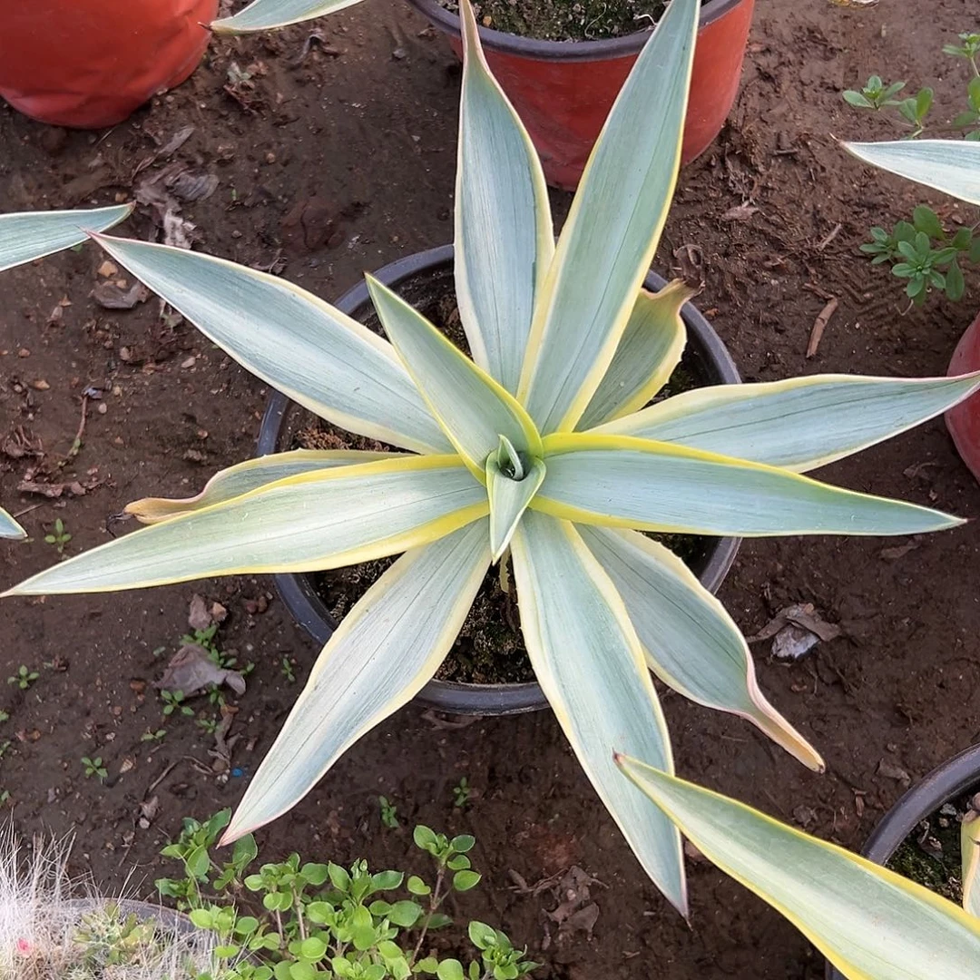 多肉植物银河旅人福利