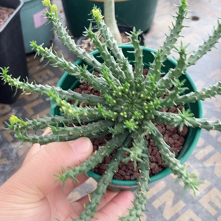 582孔雀丸大戟块根