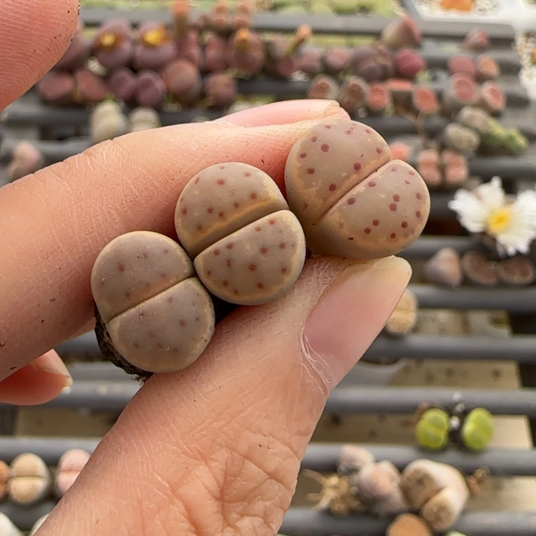 曦***曦11.12号爱萌多肉清货脱土发福利8176