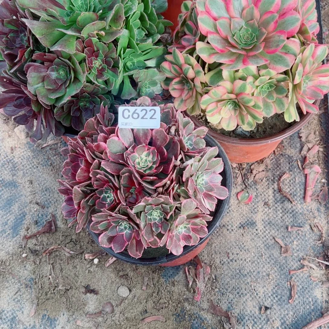 622三颗组合多肉植物法师
