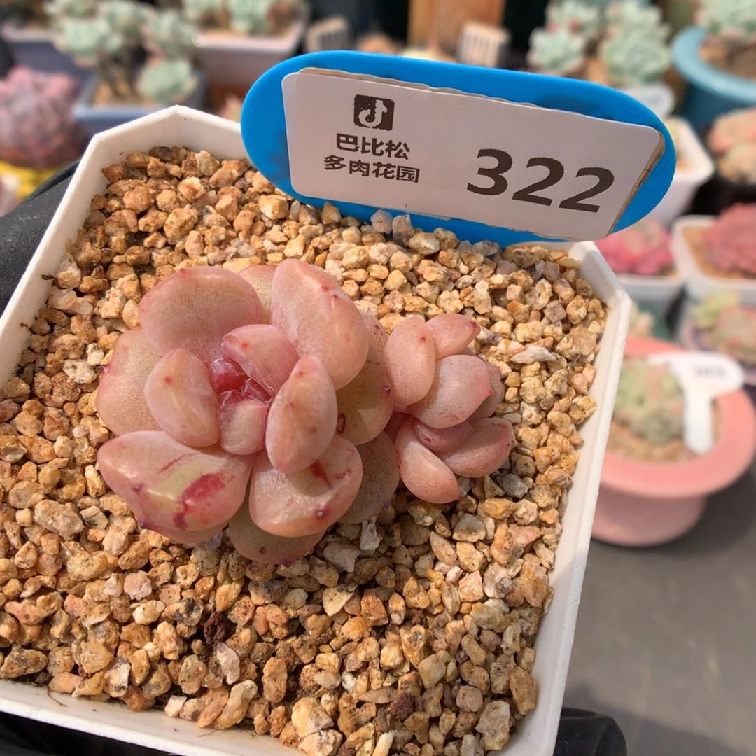 322 红色恋人石化