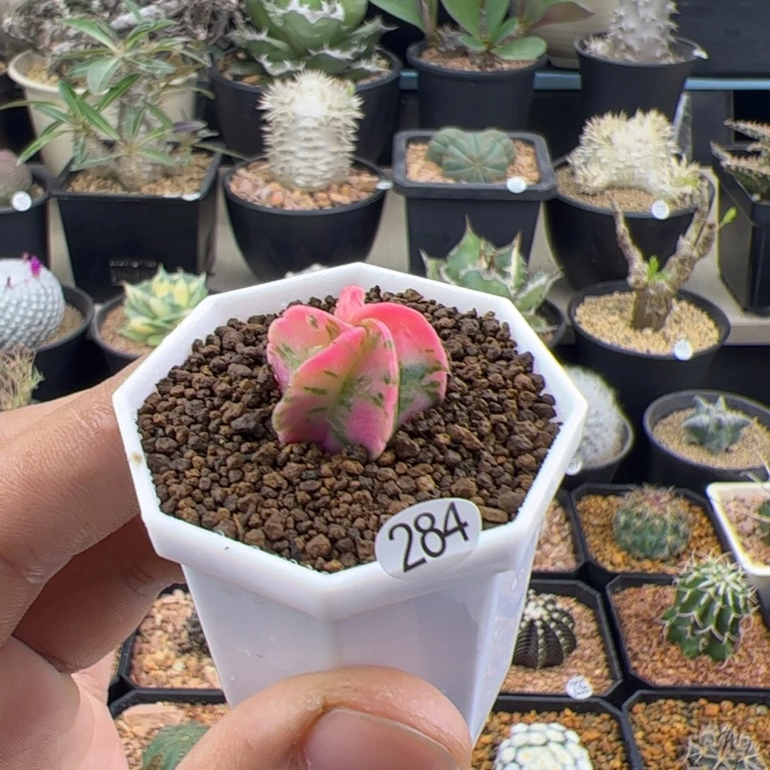 降***澪鸾凤玉锦一物一拍284