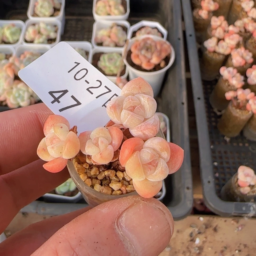 四头糖心冰玉一颗脱土发货