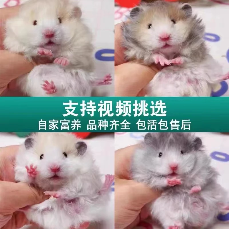 仓鼠金丝熊直播挑选米熊长毛短毛小仓鼠活体幼宠可爱健康包活