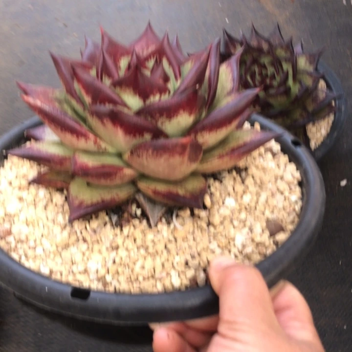 宽圆叶形00000000007