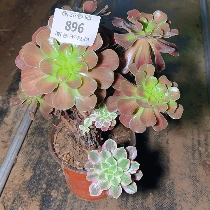 896花那多肉植物保护