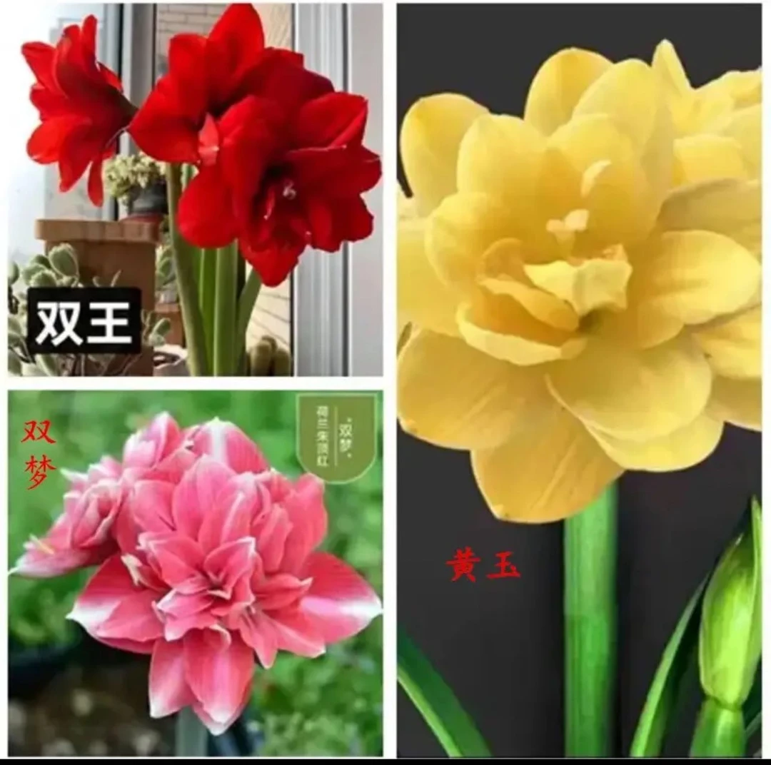 3颗种球）朱顶红种球小球3-4厘米（硬币大小