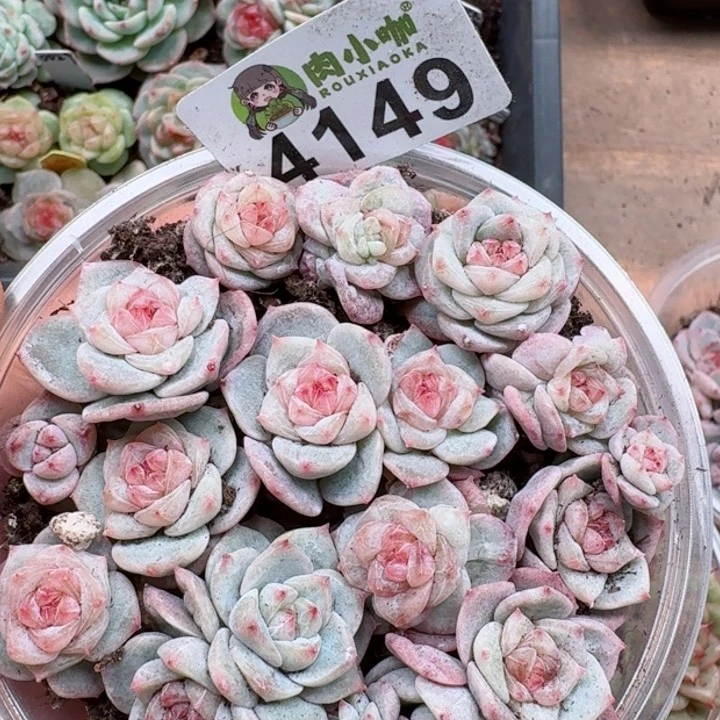 多肉植物多肉植物