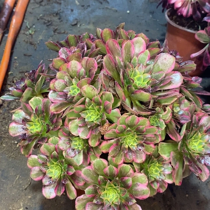 安娜多肉植物41。