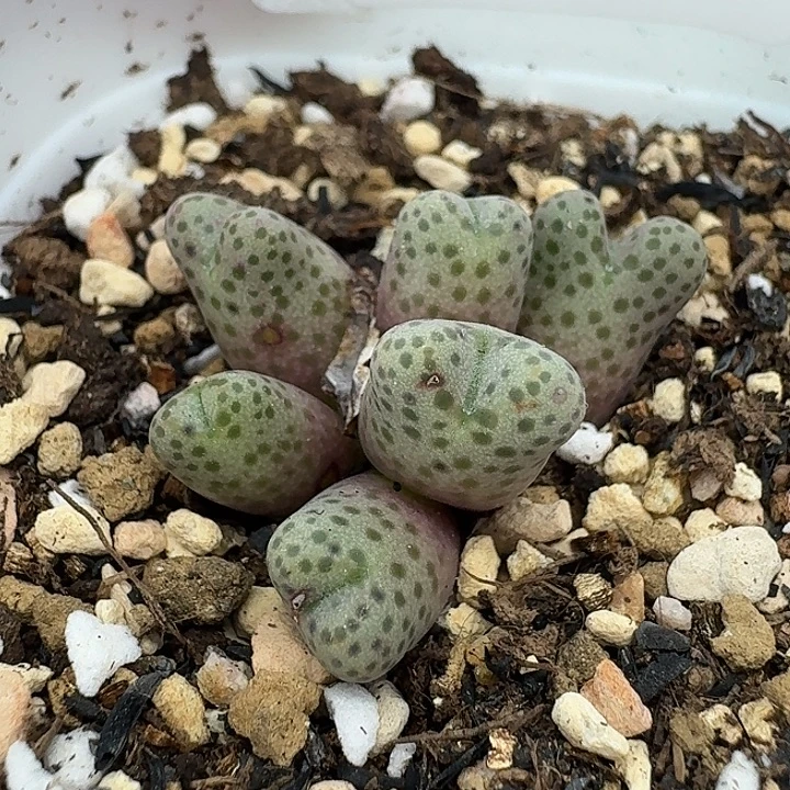 老马生石花95d斑马1528