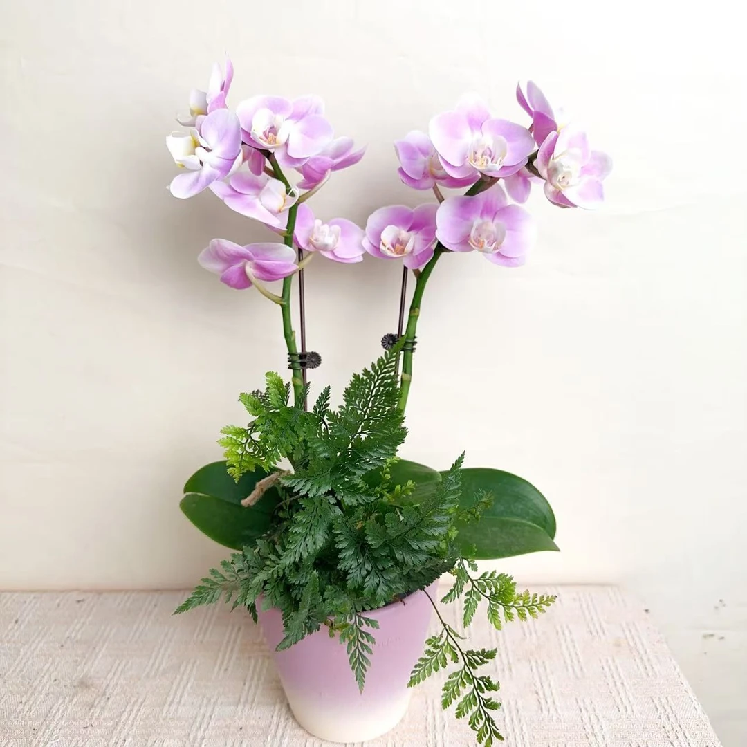 桦艺优选【优乐美】精品蝴蝶兰室内花卉高雅高级盆栽艺术组盆