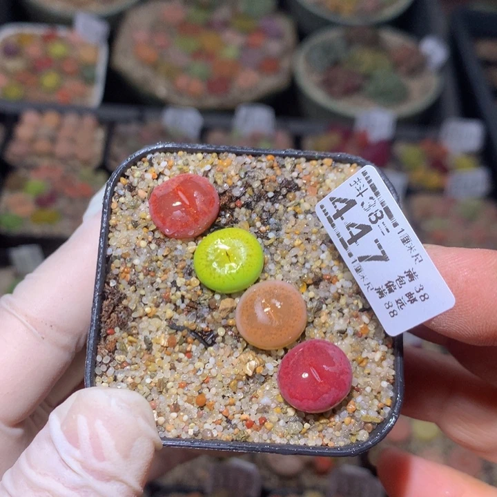 冰*雨精品生石花38.447