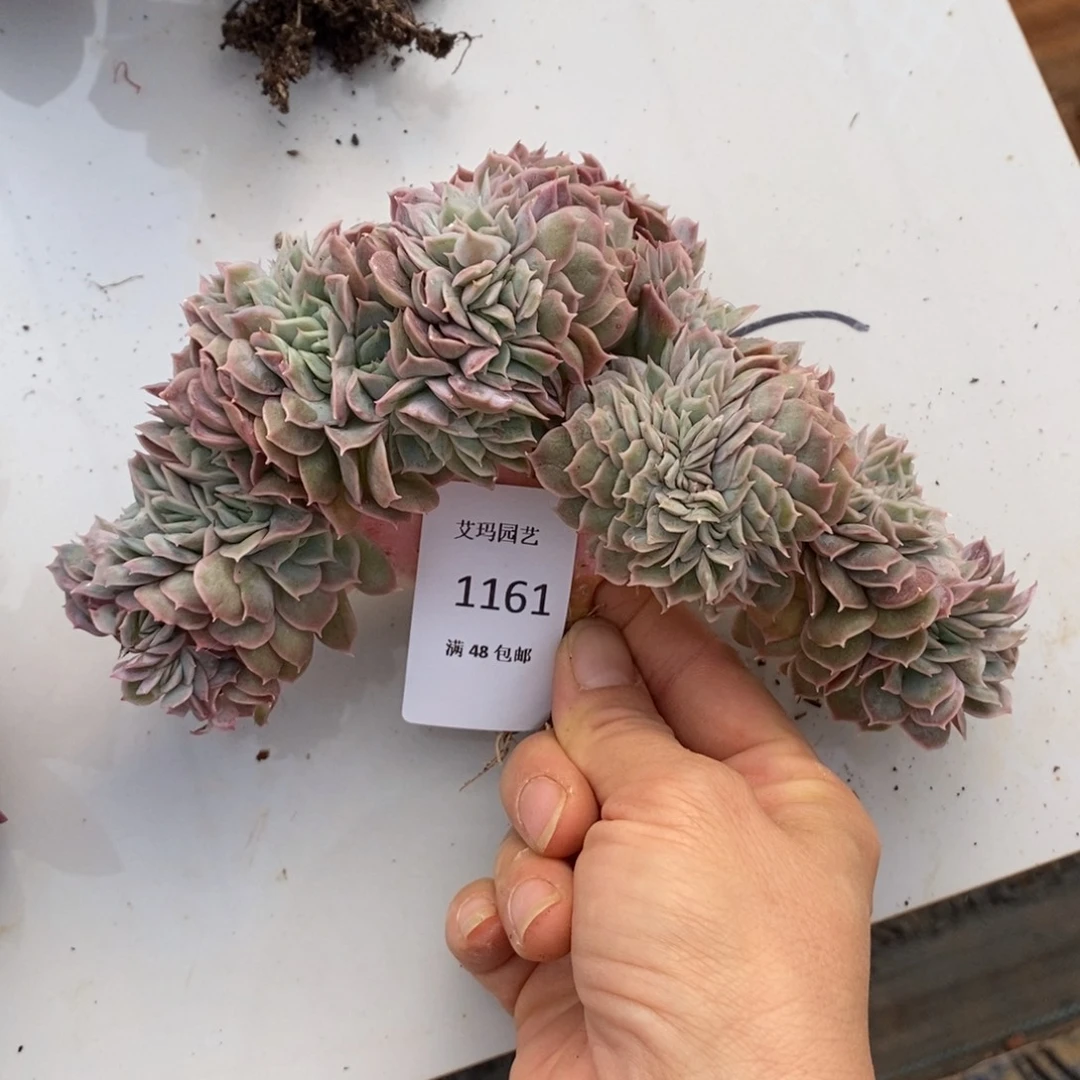 昂斯洛缀化多肉多肉1161