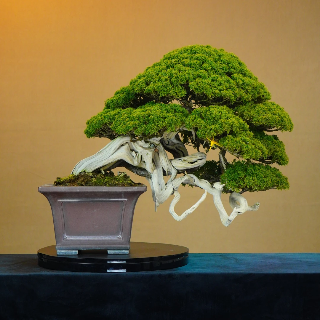 [一园盆栽］大观展获奖系鱼川真柏