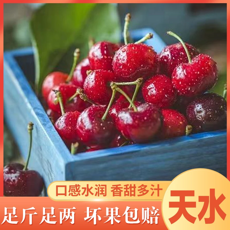 天水露天高山大樱桃新鲜应季水果顺丰空运酸甜可口
