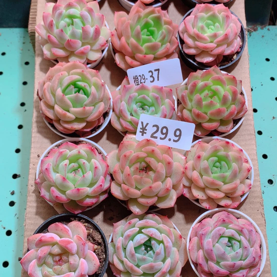 29-37一物一拍带盆18颗