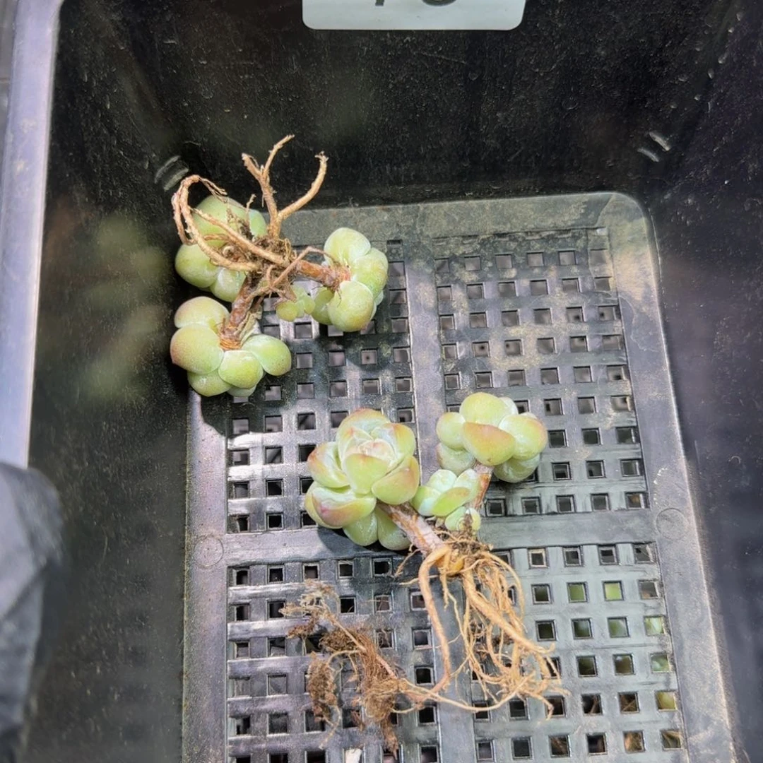 78 江北多肉一物一拍