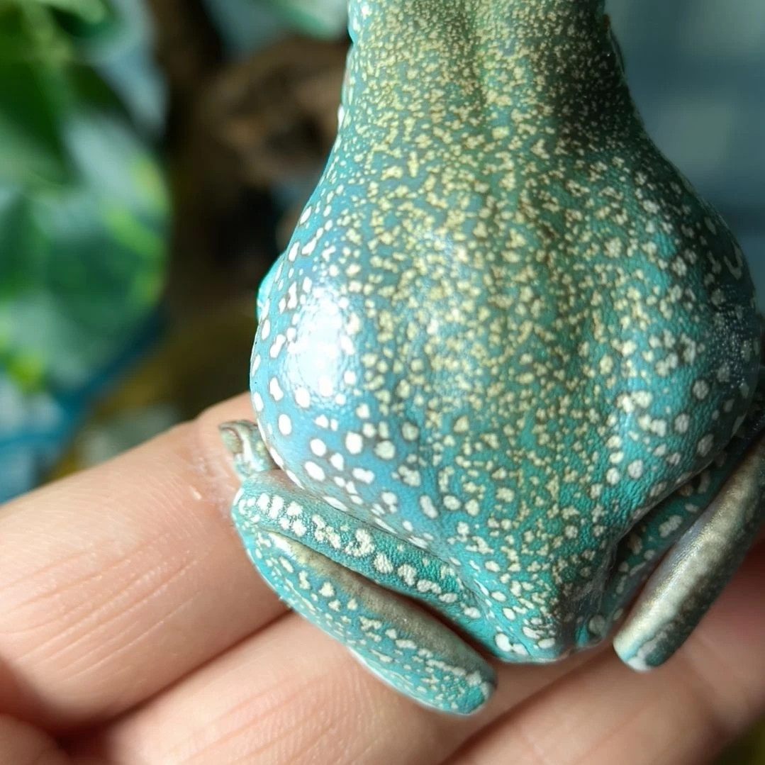 老爷树蛙密度暴雪树蛙