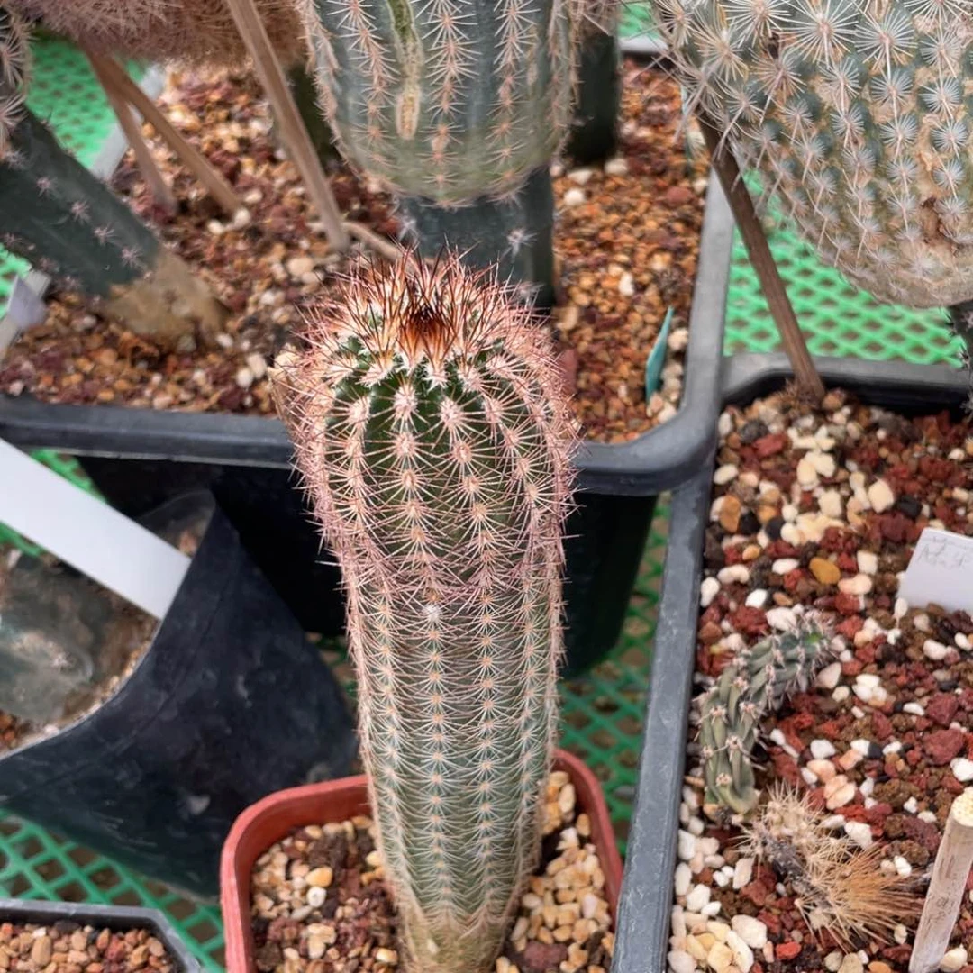 鹿角柱实生仙人球黑色蕾丝