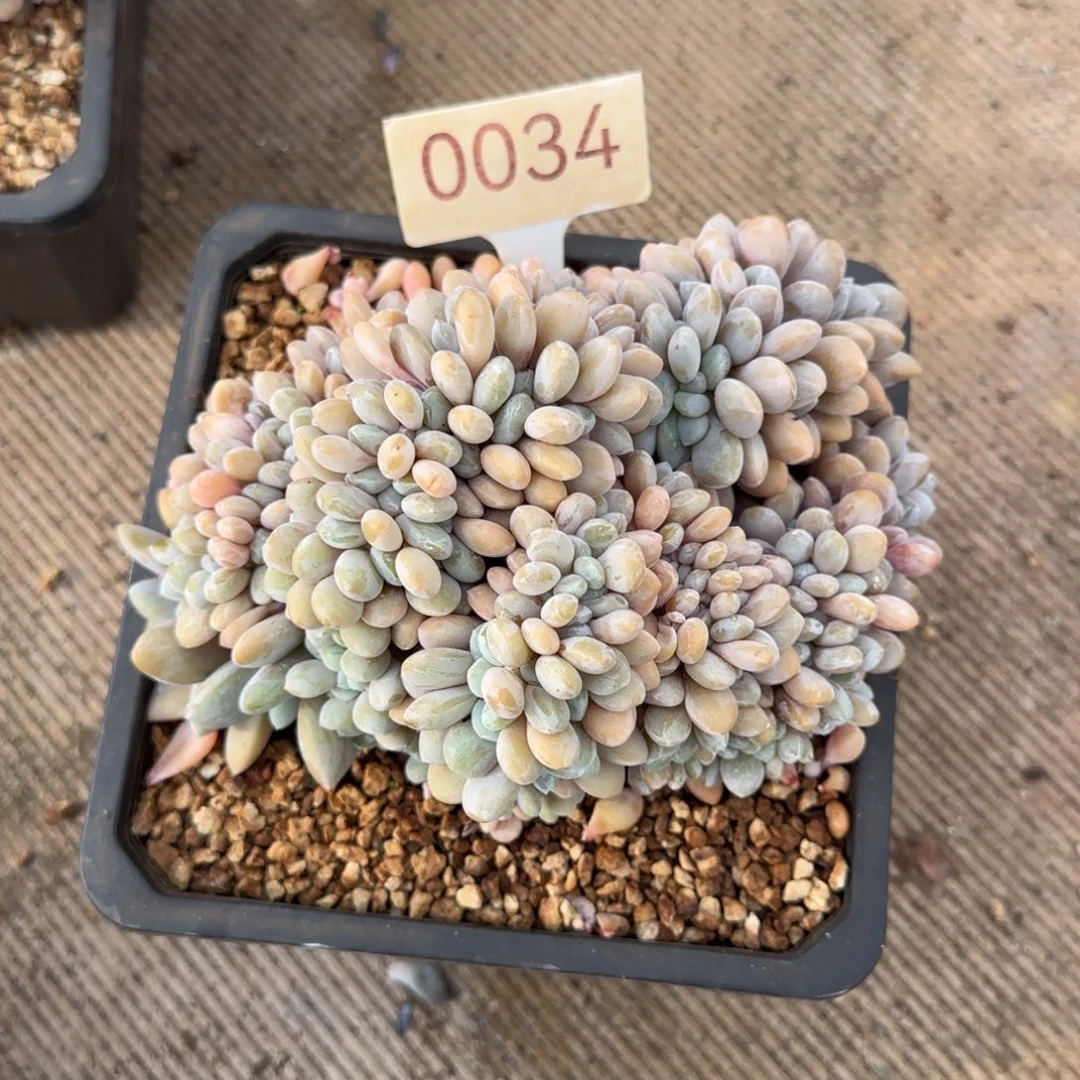 静****0034。    粉兔缀。