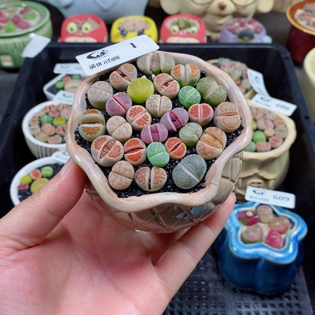 生石花花花花花花1