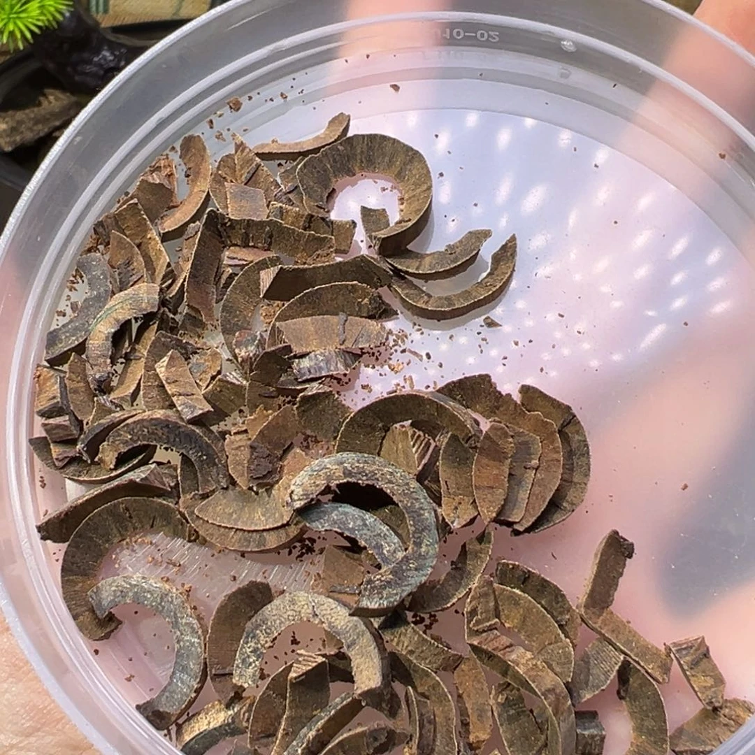 香榧木木料文莱沉水甜甜圈7.8克
