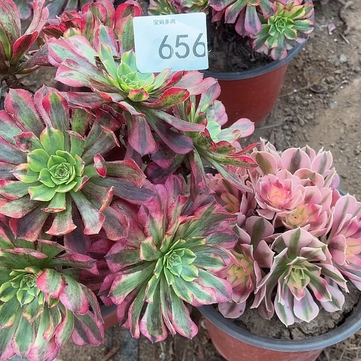 656号一物一拍2颗