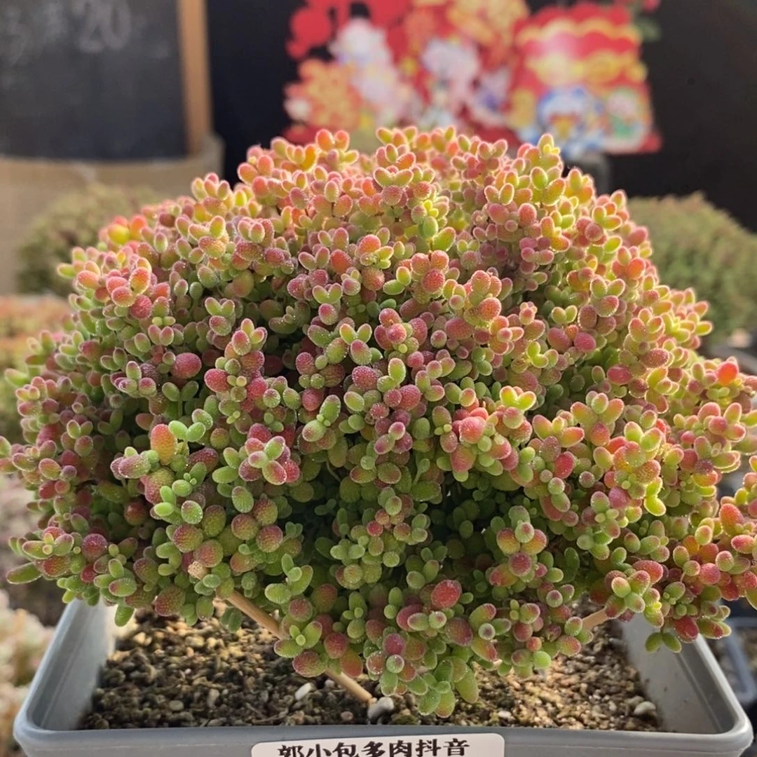 蜜橘糖球5814枝干番杏