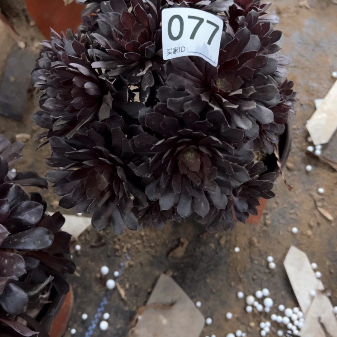 077号黑铜壶多肉植物