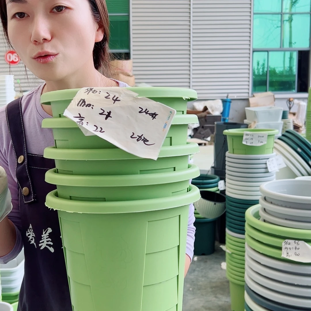 玫瑰盆240#果绿5个无托