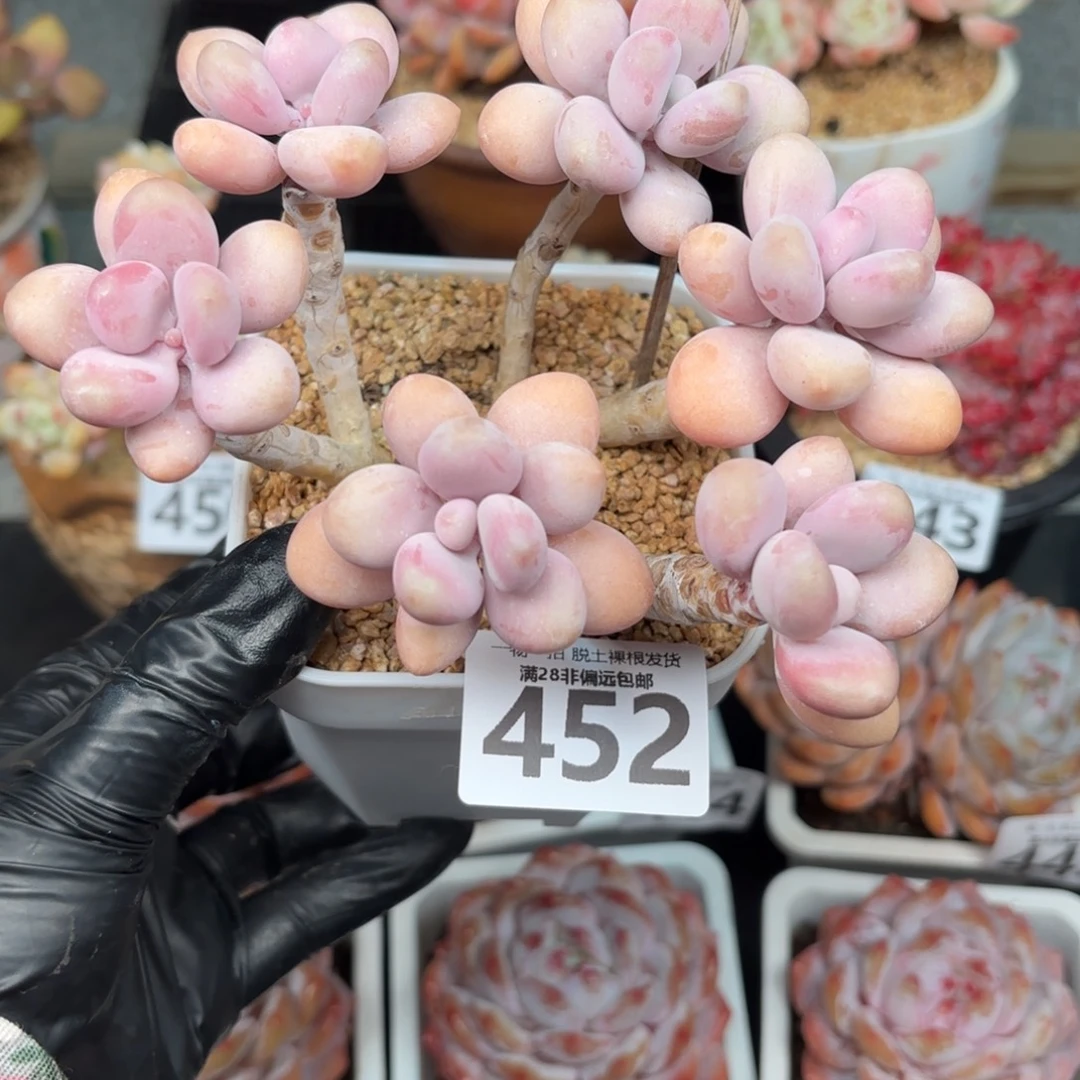 糖果桃蛋6头无盆土发货