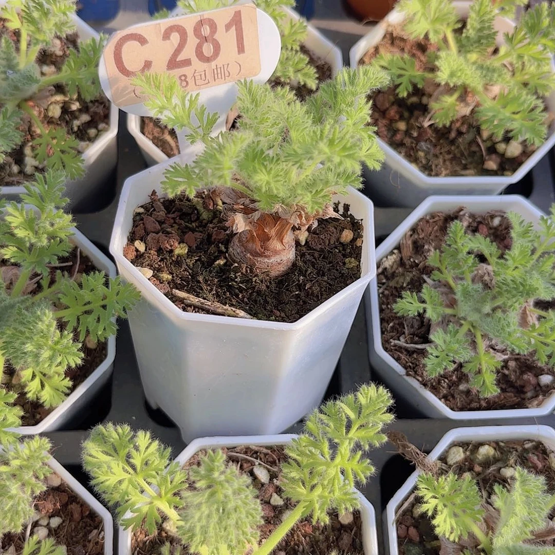C281羽叶杨奎一物一拍