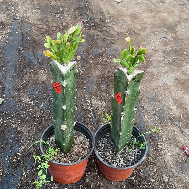 501+502嫁接蟹爪兰：027+028（无花苞）